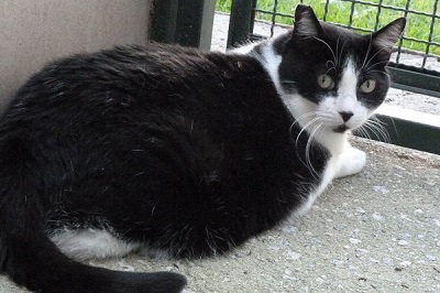 #PraCegoVer: Fotografia da gata Ana. Ela tem as cores preto e branco. Seus olhos são verdes